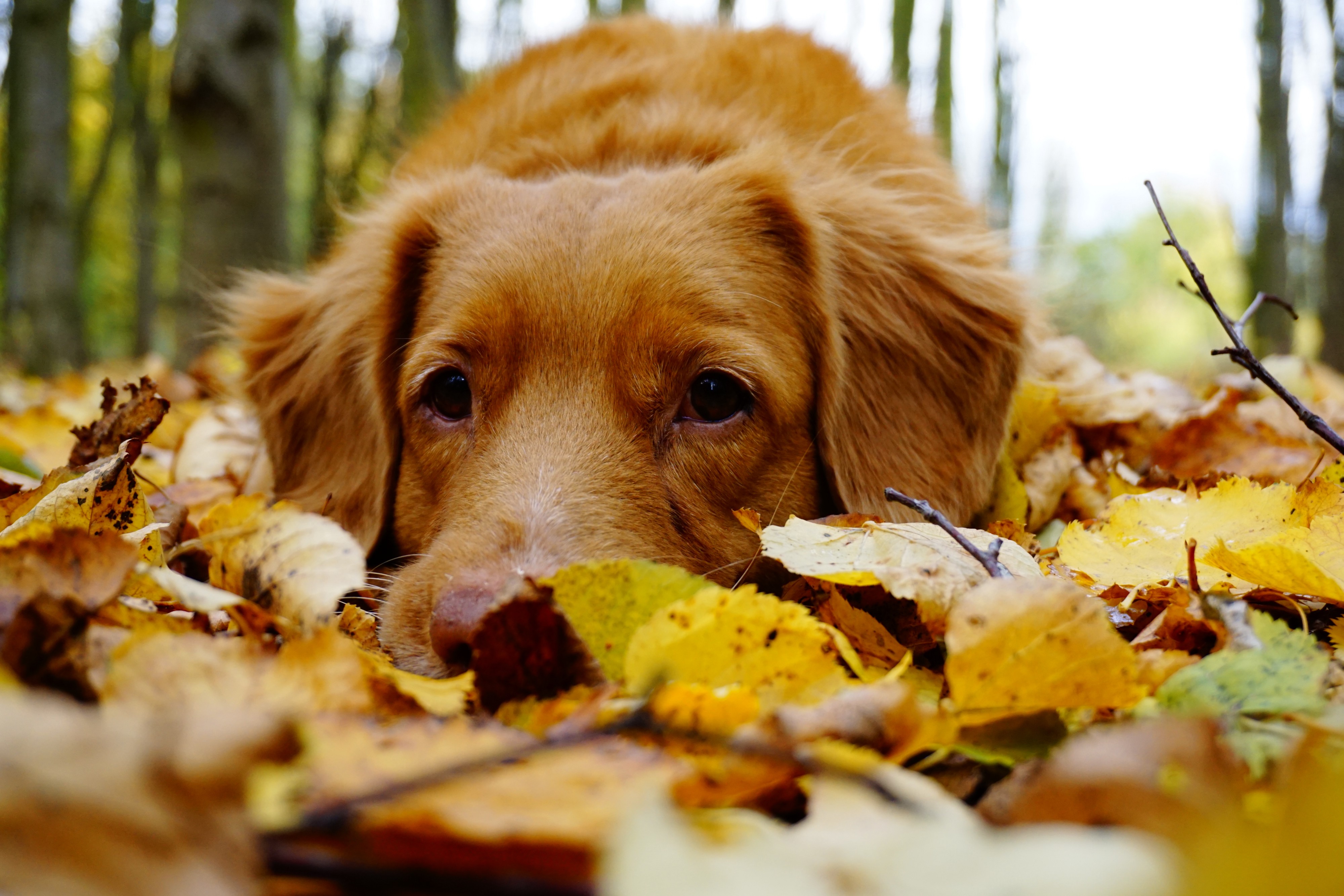 Sad brown eyed dog laying on the colored leaves of fall in the outdoors. 